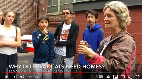 cat enclosures denise cassano 